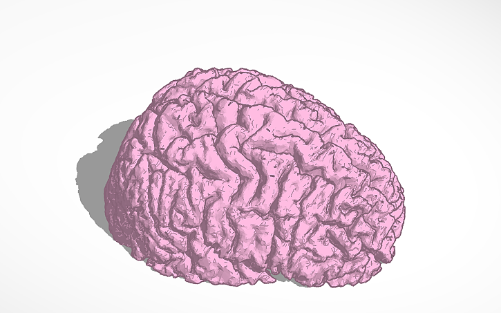 3D design BRAIN STUF (COMPLETE) - Tinkercad