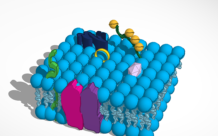 3D design BIOLOGY - Activity 1.1 - Tinkercad