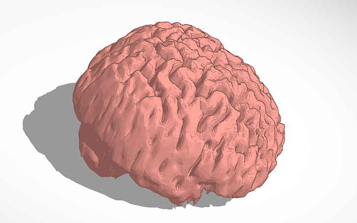 3D design Human - Brain - Tinkercad