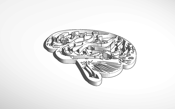 3D design brain - Tinkercad