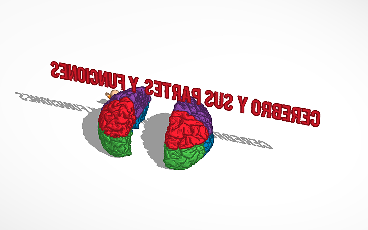 3D design Copy of cerebro - Tinkercad