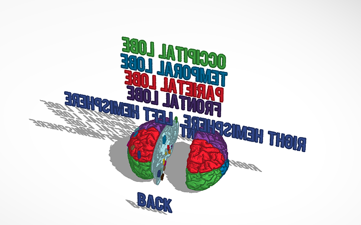 3D design Brain! - Tinkercad