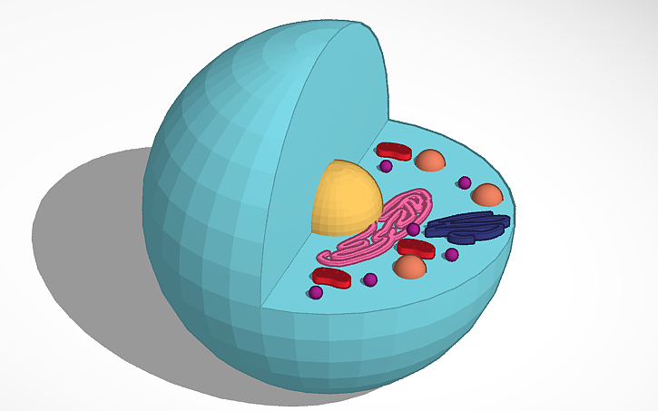 Thinkercad Science 3D design 6th Grade Science Cell Model Example - Tinkercad