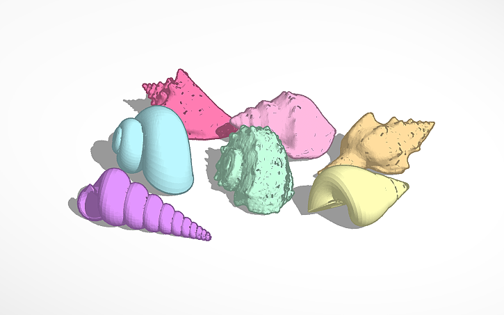 Sea Shell Autocad 3D design Copy of Seashells - Tinkercad