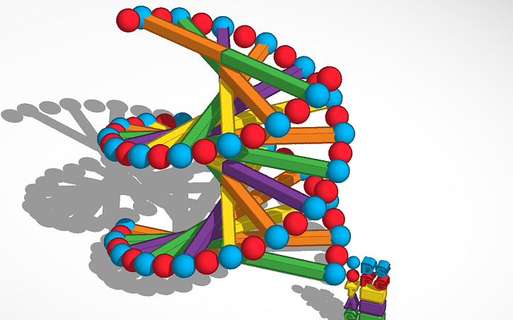 3D design DNA Structure - Tinkercad