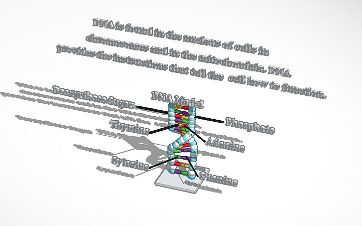 3D design DNA model - Tinkercad