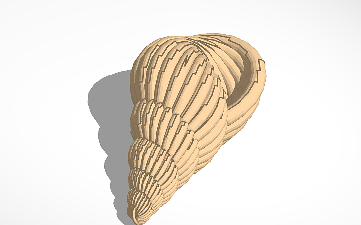 Shells Autocad Drawing 3D design Shell - Tinkercad