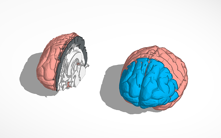 3D design 3D BRAIN BIO PROJECT - Tinkercad