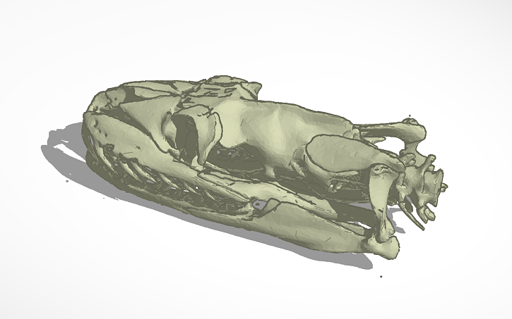 3D design Python Skull for Dr. Close - Tinkercad