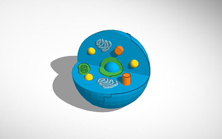 3D design human cell - Tinkercad