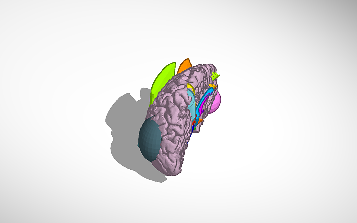 3D design Brain Model - Tinkercad