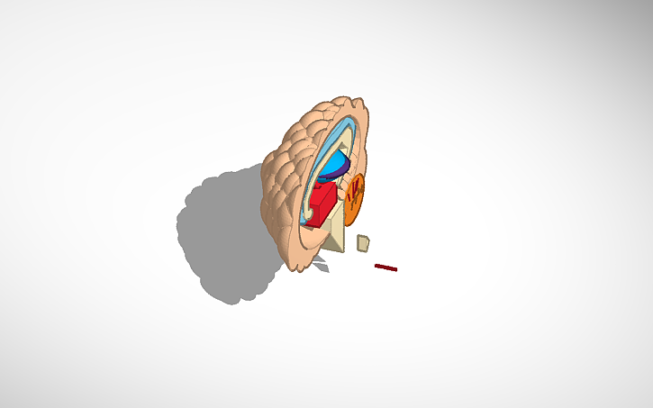 3D design brain 2 - Tinkercad