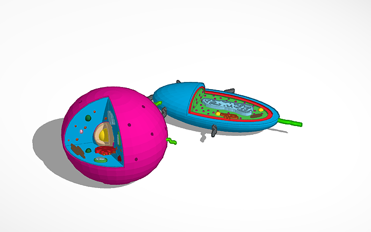 Test Cell Tinker 3D design Alex Lugo Prokaryotic and Eukaryotic Cells - Tinkercad