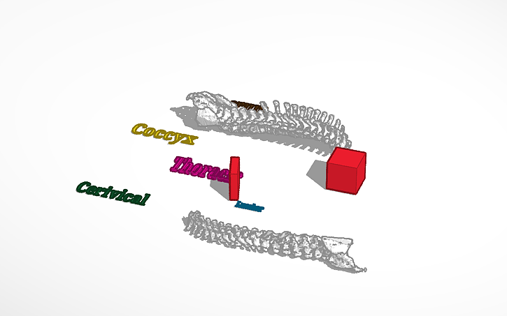 3D design neck - Tinkercad