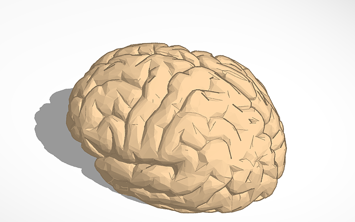 3D design brain - Tinkercad
