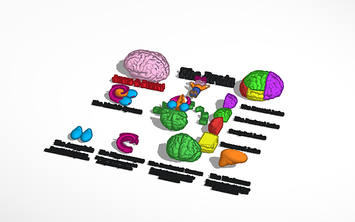 3D design The Brain - Tinkercad