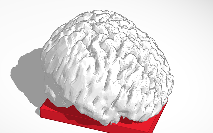 3D design Brain - Tinkercad