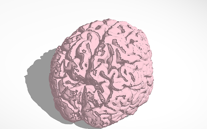 3D design Brain hemispheres together - Tinkercad