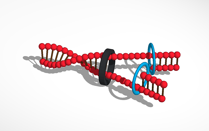 3D design DNA Replication - Tinkercad