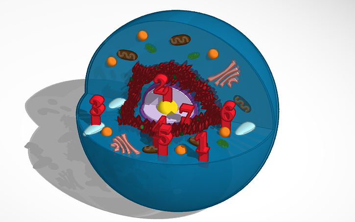 Test Cell Tinker 3D design animal cell - Tinkercad