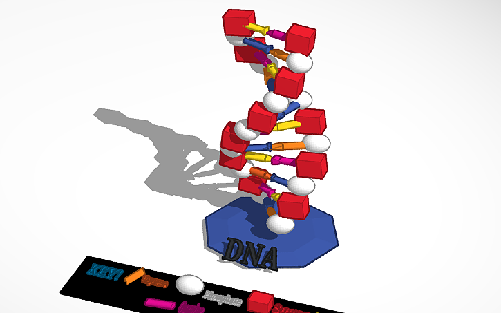 3D design DNA-Aditya Sunilkumar - Tinkercad