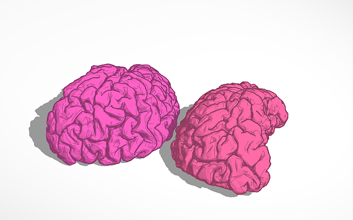 3D design Brain - Tinkercad