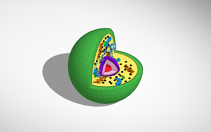 Test Cell Tinker 3D design Animal Cell - Tinkercad
